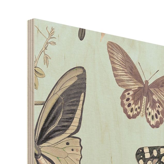 Cuadros decorativos Vintage Collage - Butterflies And Dragonflies