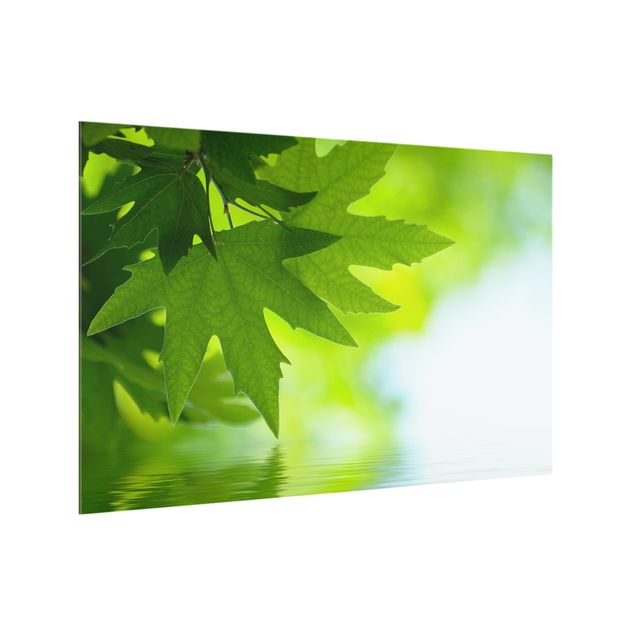 Paneles de vidrio para cocinas Green Ambiance III