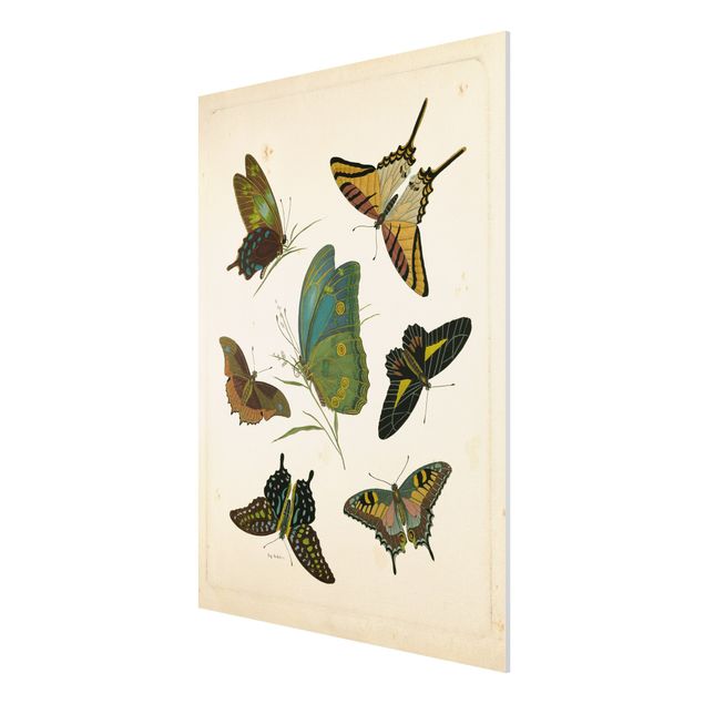 Cuadros retro Vintage Illustration Exotic Butterflies