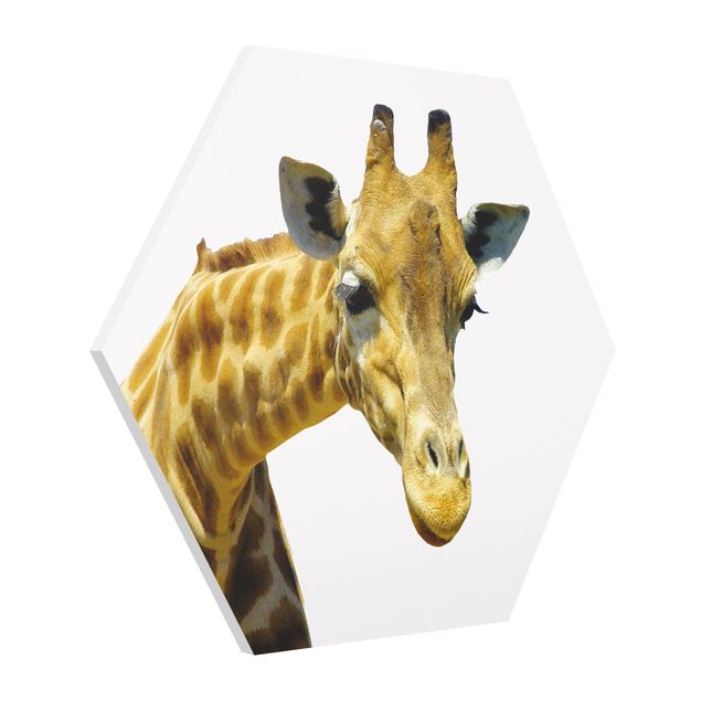 Cuadros de animales No.21 Prying Giraffe