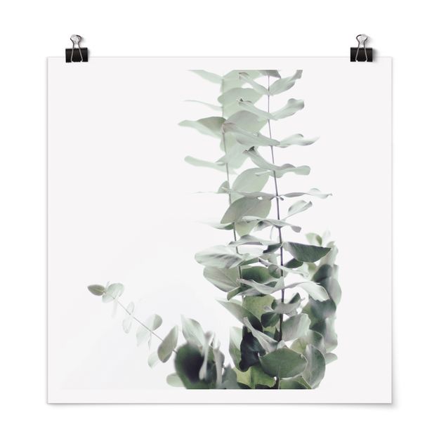 Cuadros flores Eucalyptus In White Light