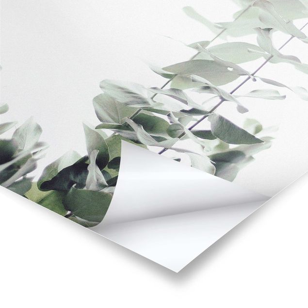 Cuadros decorativos Eucalyptus In White Light