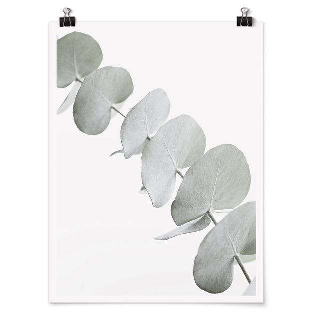 Cuadros flores Eucalyptus Branch In White Light