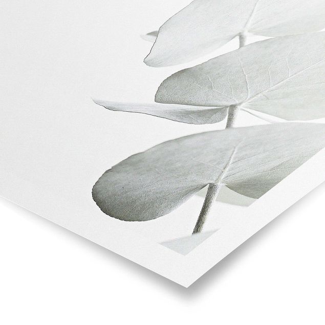 Cuadros de Monika Strigel Eucalyptus Branch In White Light