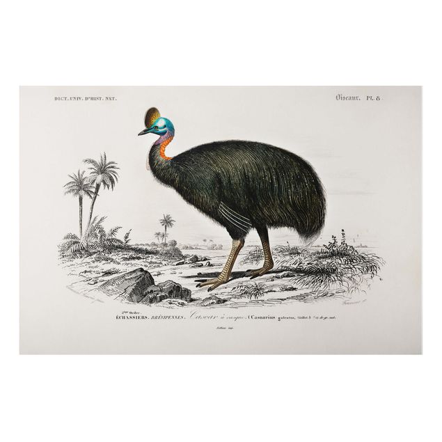 Cuadros de paisajes naturales  Vintage Board Emu