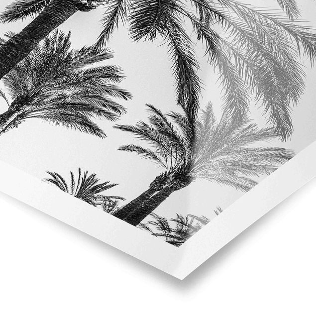 Cuadros modernos blanco y negro Palm Trees At Sunset Black And White