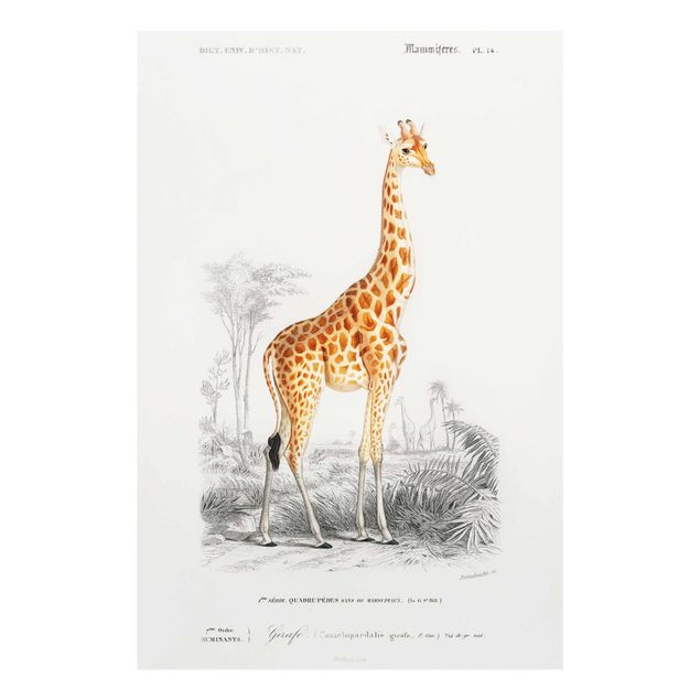 Cuadros retro Vintage Board Giraffe