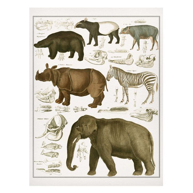 Cuadro elefante colores Vintage Board Elephant, Zebra And Rhino