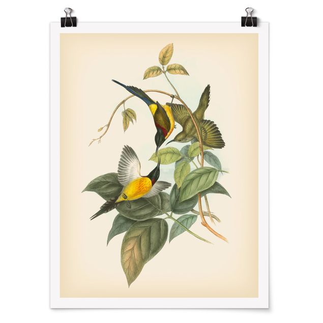 Cuadros de flores modernos Vintage Illustration Tropical Birds IV
