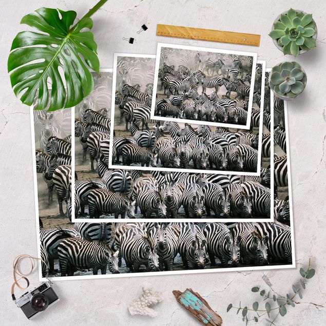 Pósters Zebra Herd