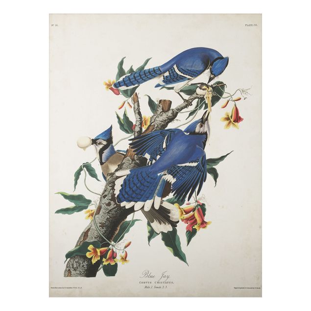 Cuadros plantas Vintage Board Blue Jays