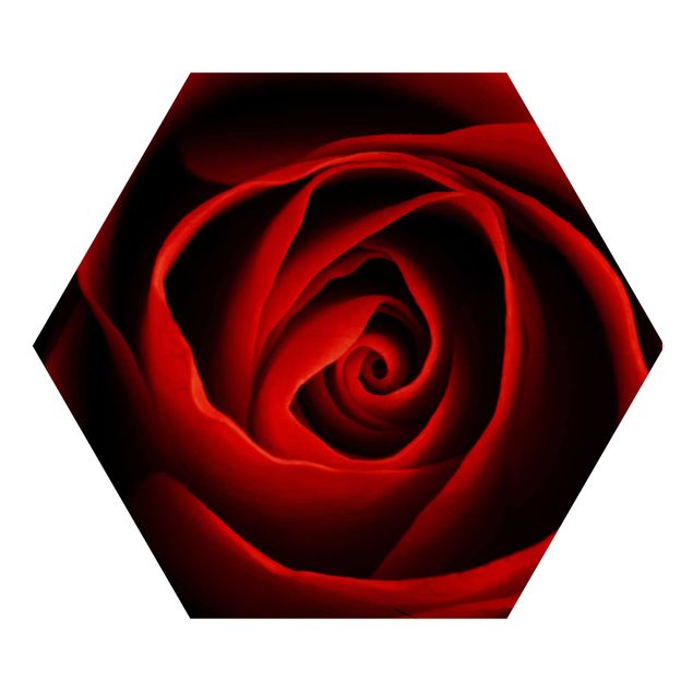 Hexagon Bild Holz - Liebliche Rose