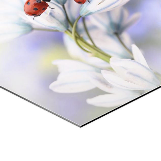 Cuadros Ladybug On Flowers