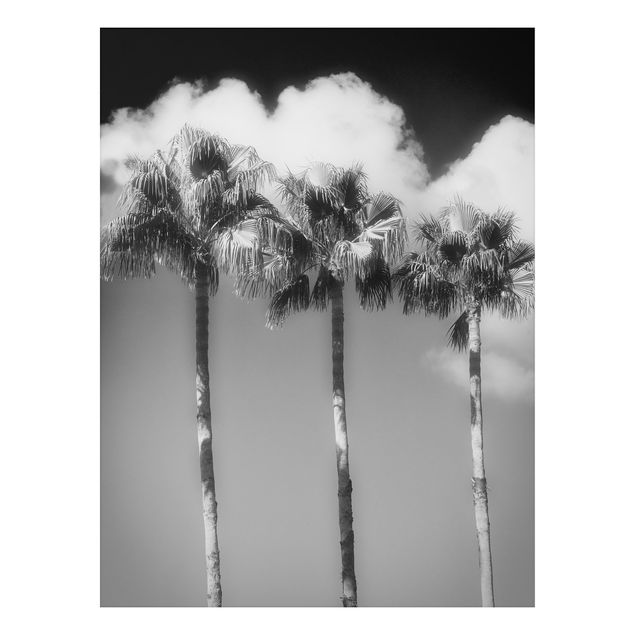 Cuadro con paisajes Palm Trees Against The Sky Black And White