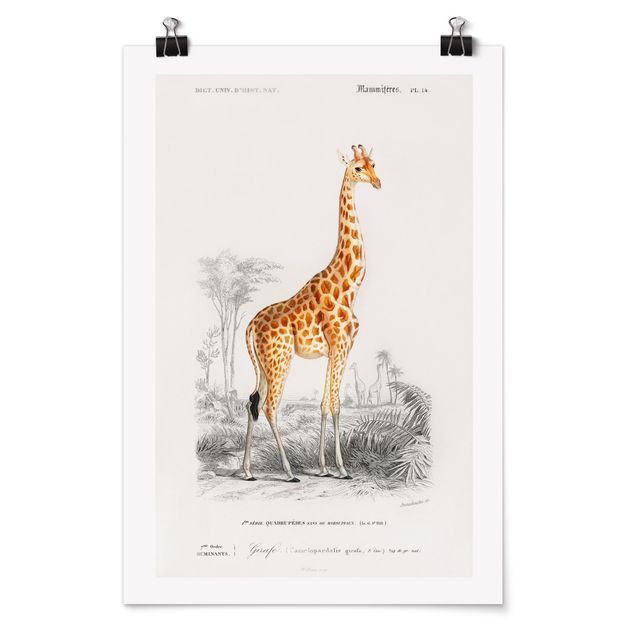Póster de animales Vintage Board Giraffe