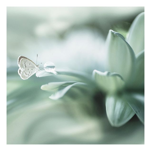 Cuadros de mariposas y flores Butterfly And Dew Drops In Pastel Green