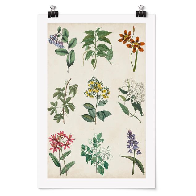 Cuadros de flores modernos Botanical Poster I