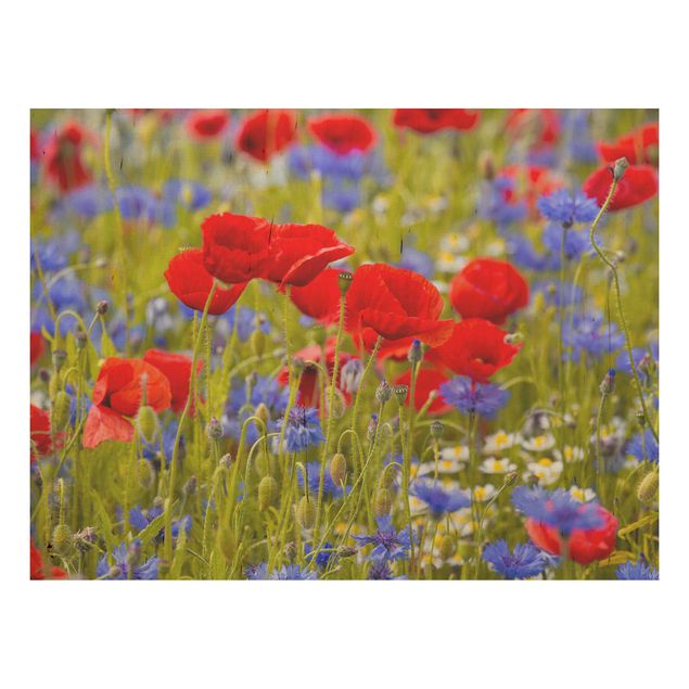 Cuadros de madera flores Summer Meadow With Poppies And Cornflowers