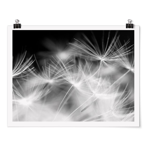 Láminas blanco y negro para enmarcar Moving Dandelions Close Up On Black Background