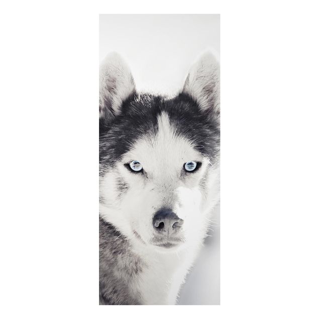 Cuadros de perros Husky Portrait