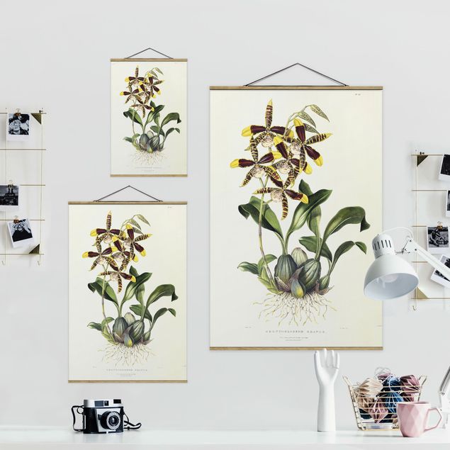 Cuadros de flores Maxim Gauci - Orchid II