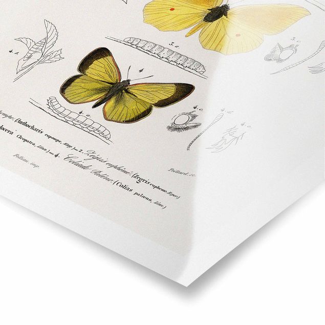 Cuadro amarillo Vintage Board Butterflies II