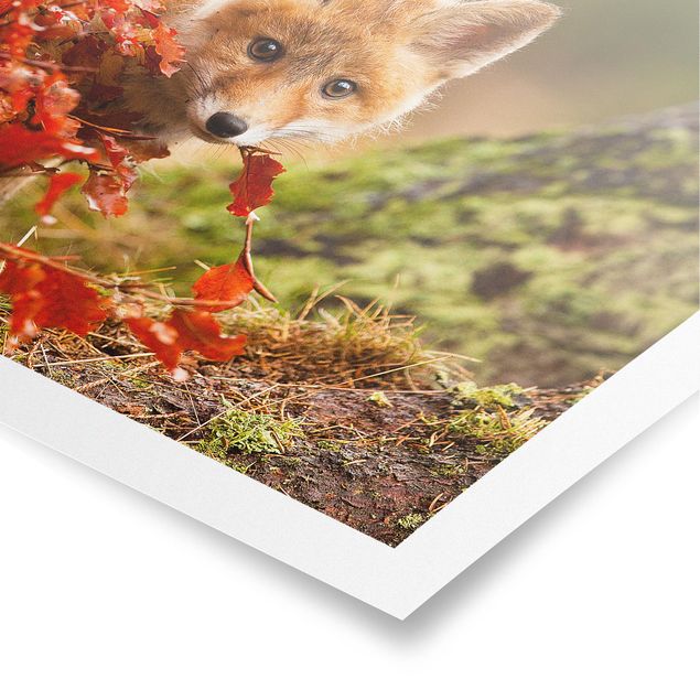 Cuadros de plantas naturales Fox In Autumn