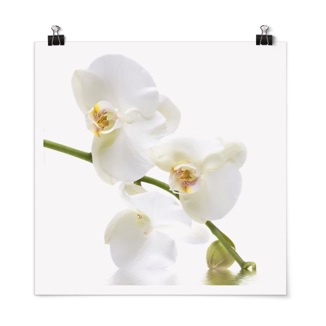 Láminas flores White Orchid Waters