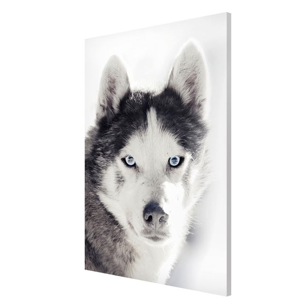 Tableros magnéticos animales Husky Portrait