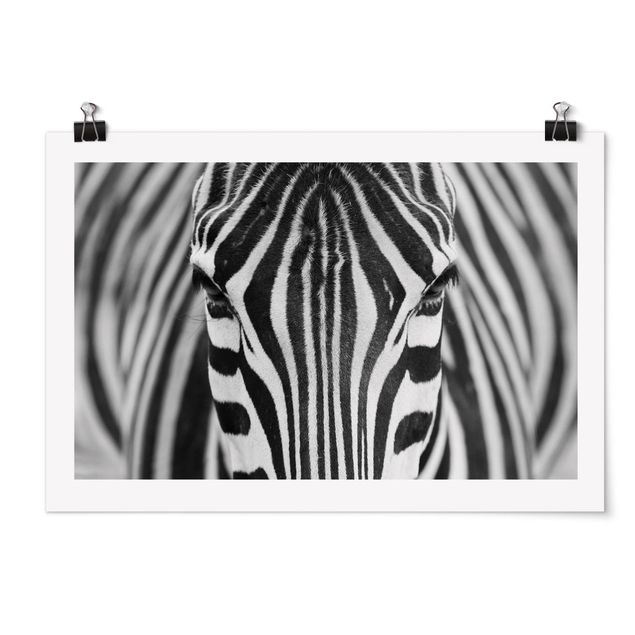 Láminas animales Zebra Look