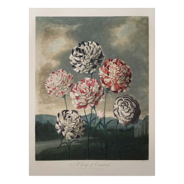 Cuadros de plantas Botany Vintage Illustration Blue And Red Carnations
