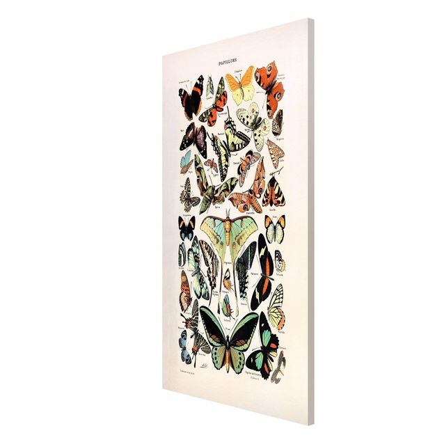Tableros magnéticos animales Vintage Board Butterflies And Moths