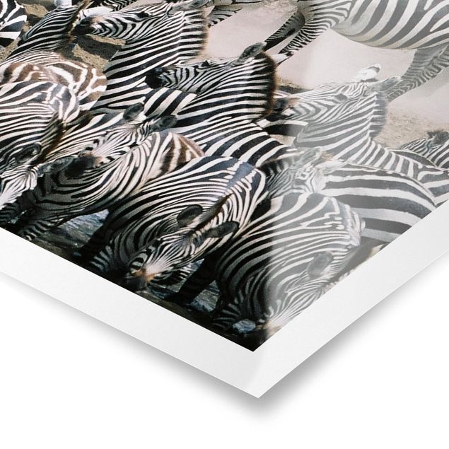 Cuadros en blanco y negro Zebra Herd