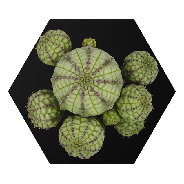 Cuadros verdes Euphorbia - Spurge Urchins