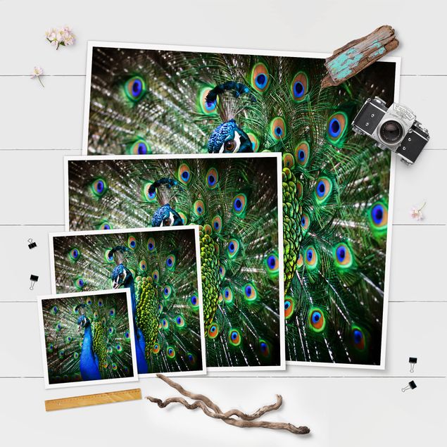 Pósters Noble Peacock