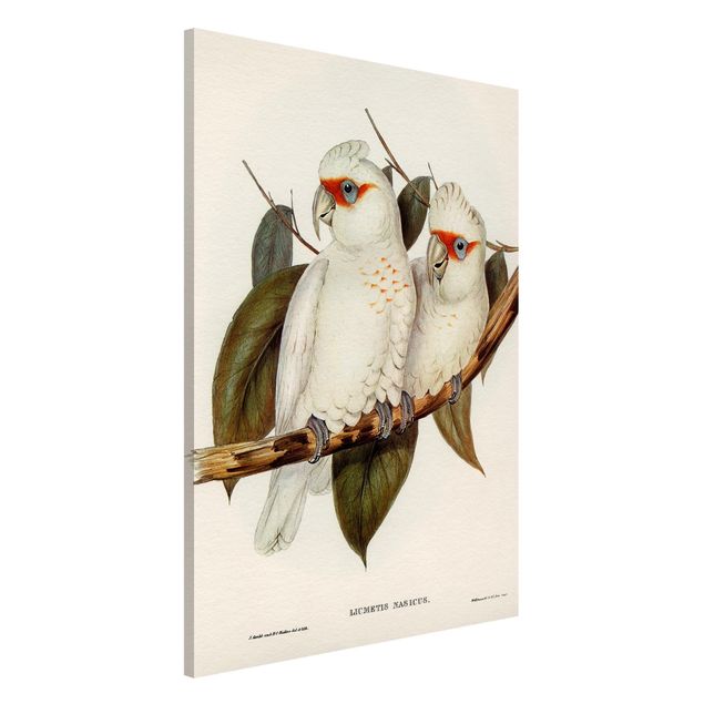 Decoración cocina Vintage Illustration White Cockatoo