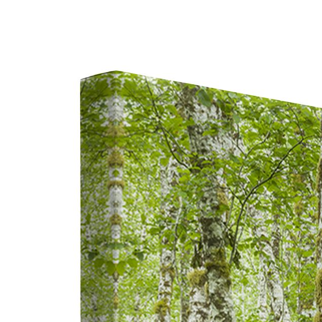 Cuadro verde Hoh Rainforest Olympic National Park