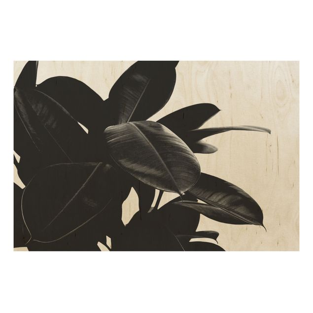 Cuadros de madera flores Rubber Tree Black And White