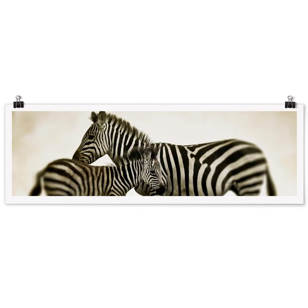 Láminas animales Zebra Couple
