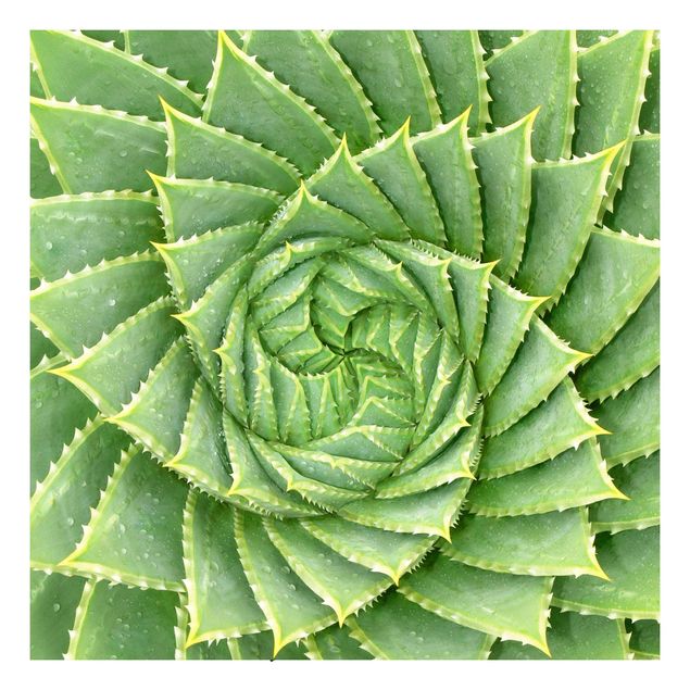 Láminas adhesivas patrones Spiral Aloe