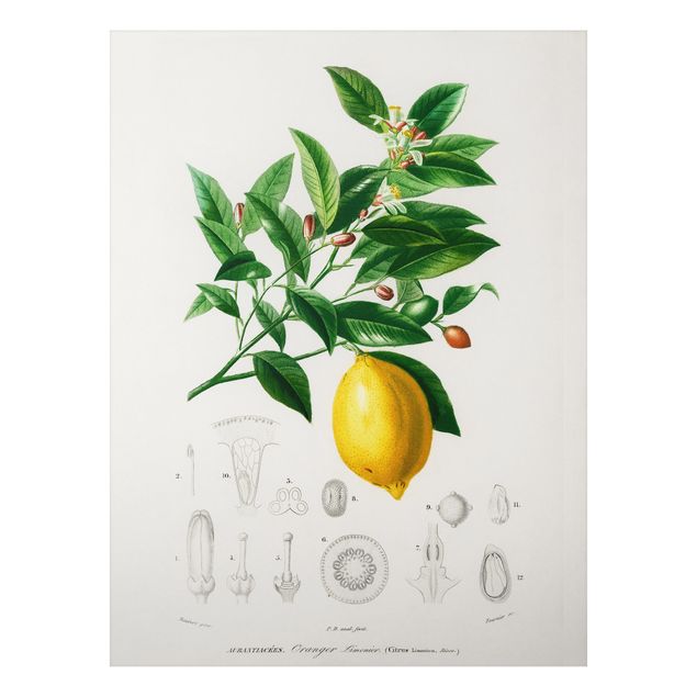 Cuadros frutas Botany Vintage Illustration Of Lemon