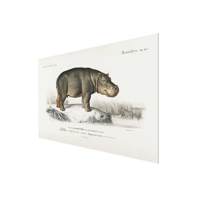 Cuadros de naturaleza Vintage Board Hippo