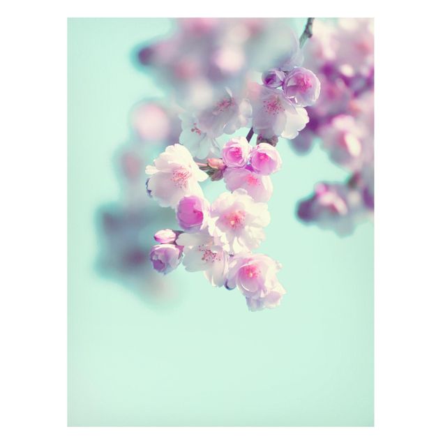 Cuadros de montañas Colourful Cherry Blossoms
