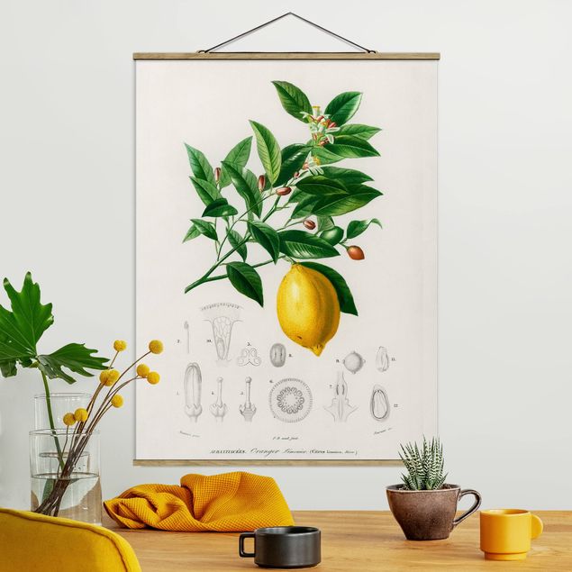 Decoración en la cocina Botany Vintage Illustration Of Lemon