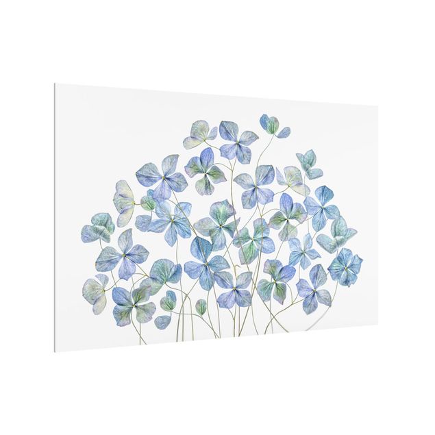 Paneles de vidrio para cocinas Blue Hydrangea Flowers