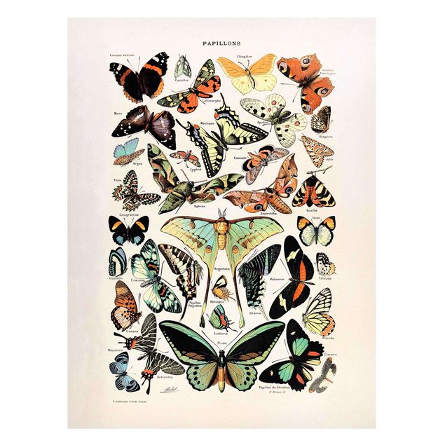 Cuadros de mariposas Vintage Board Butterflies And Moths