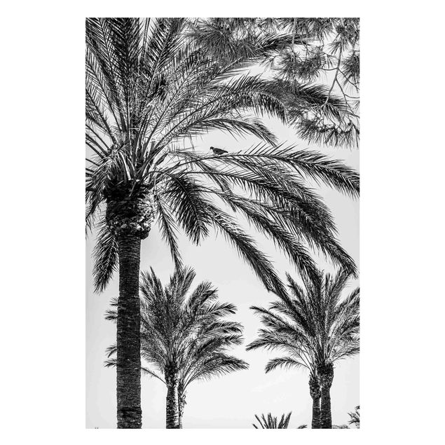 Cuadros de paisajes naturales  Palm Trees At Sunset Black And White