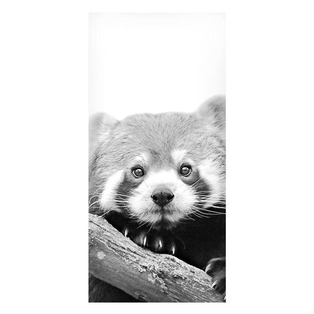 Cuadro panda Red Panda In Black And White