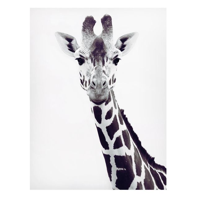 Cuadro jirafas Giraffe Portrait In Black And White