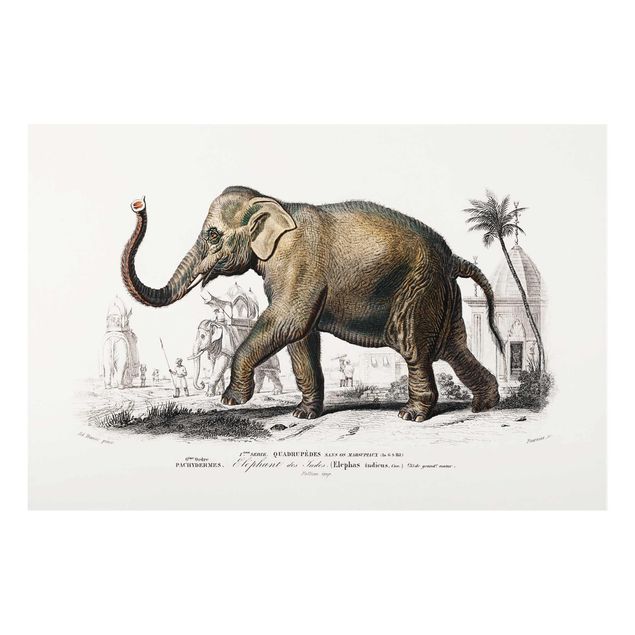 Cuadros de cristal animales Vintage Board Elephant